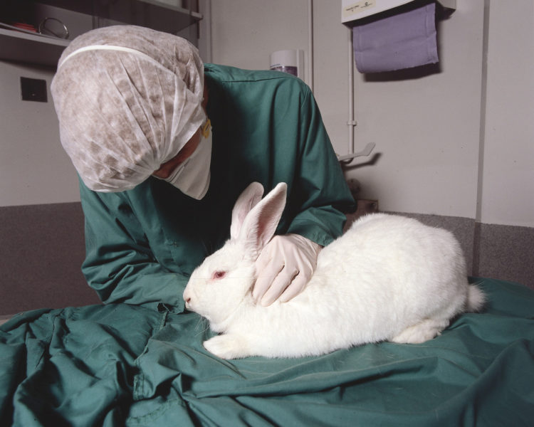 Kaniner används till exempel för att testa ifall kosmetika kan ge upphov till ögonirritation.