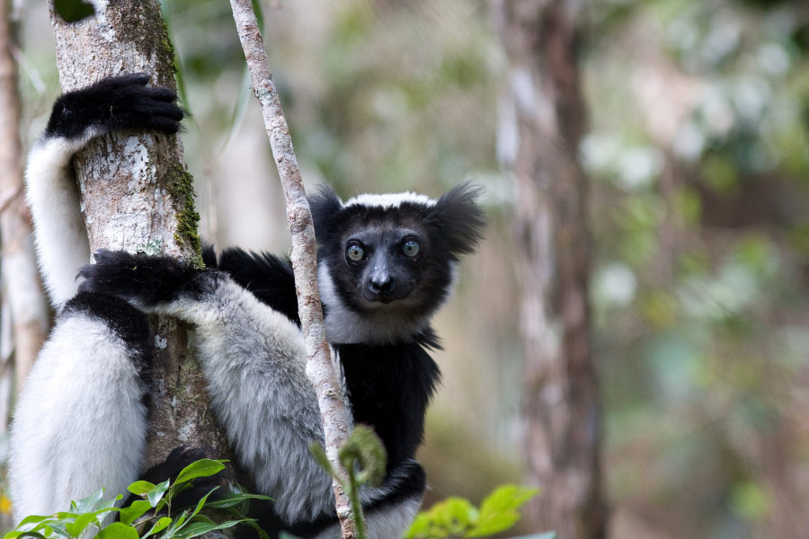 Lemurer är bland de viktigaste fröspridarna i Madagaskars skogar.