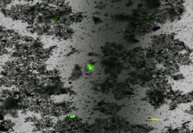 Med hjälp av ett fluorescerande ämne kan små mikroplastpartiklar upptäckas enklare.