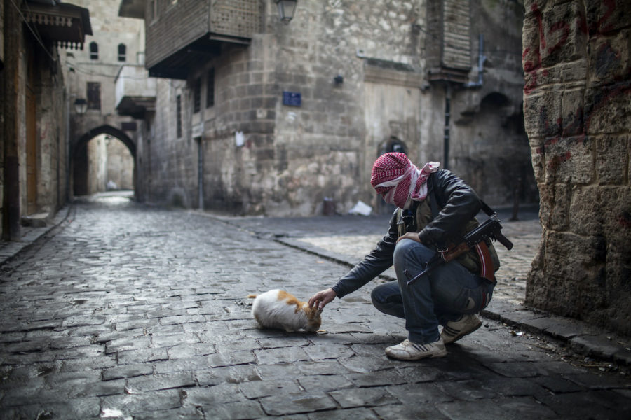 En ung soldat i den Fria syriska armén stannar upp för att klia en katt i den gamla staden i Aleppo .