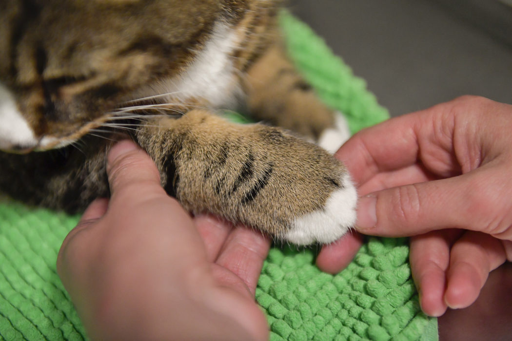 I dag presenterar Riksrevisionen sin granskning om Jordbruksverkets arbete med att säkerställa tillgången till veterinär service.