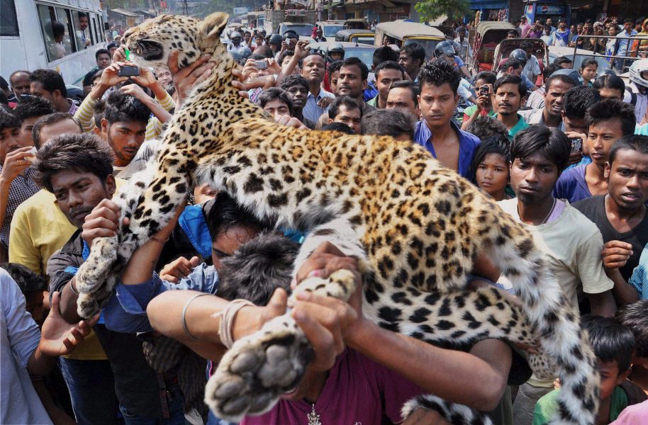 En död leopardkropp bärs i Gauhati i nordöstra Indien.