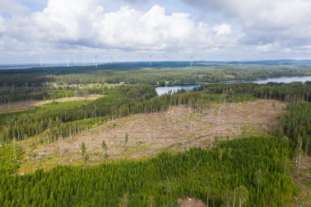 Skogsindustrierna har tagit fram en rapport som visar att förutsättningarna för den biologiska mångfalden ökar och att det är möjligt att bruka skogen och samtidigt skydda den.