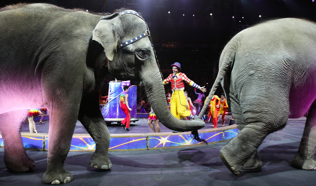 Vilda djur hör inte hemma på cirkusar, menar Djurens Rätt.