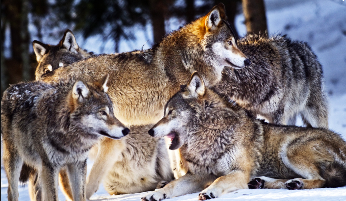 Vargflock.