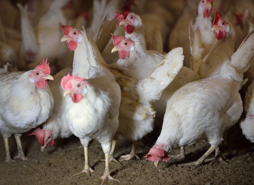 Miljontals hönor i Sverige har avlivats till följd av säsongens fågelinfluensa.