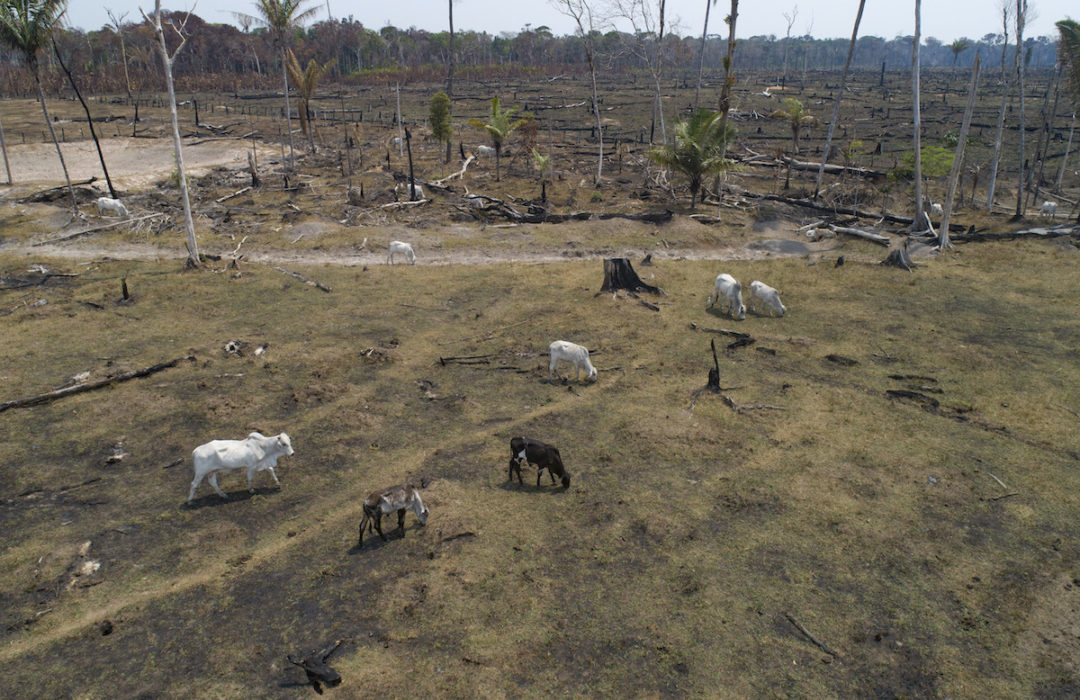 Betande djur på nedbränd regnskogsmark i Amazonas.