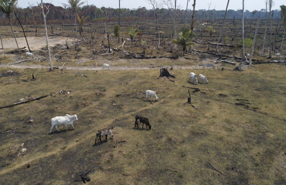 Betande djur på nedbränd regnskogsmark i Amazonas.