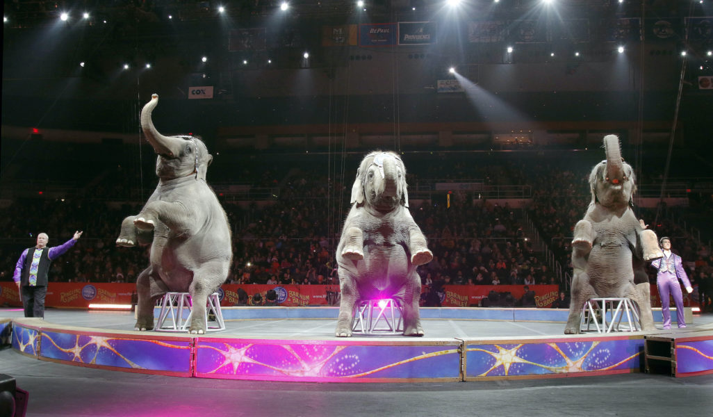 Elefanter tillåts inte längre på svenska cirkusar, men däremot i länder som Tyskland, Italien, Frankrike och Spanien.