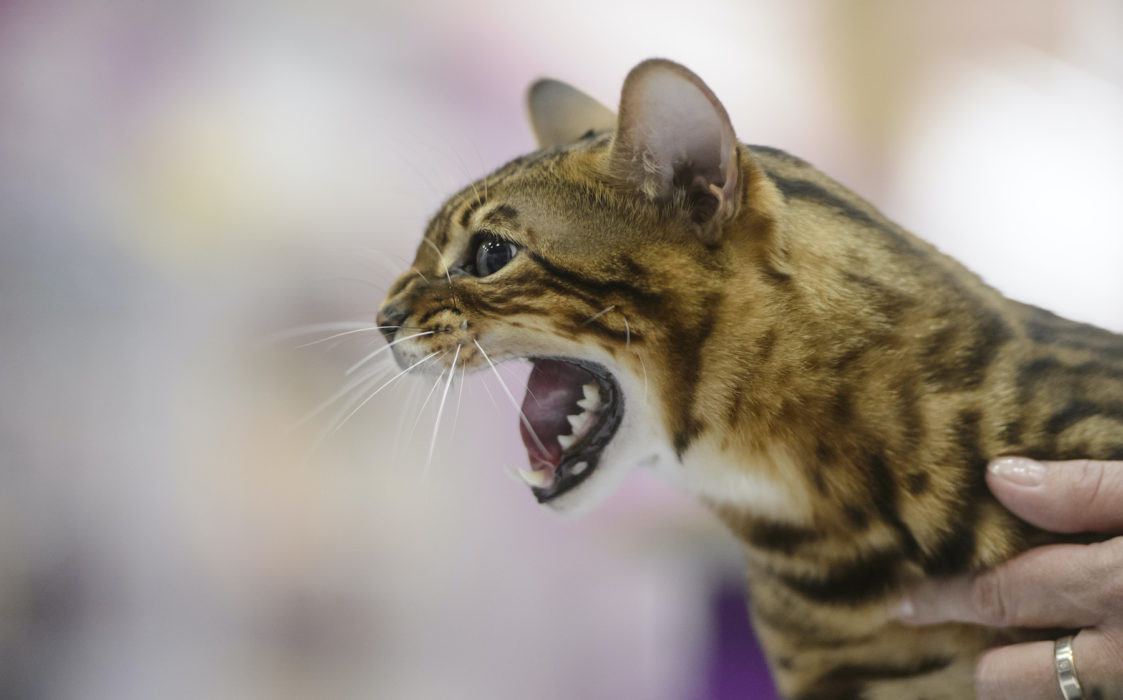En bengalkatt – dock inte samma som har beslagtagits i knarkutredningen i Thailand.