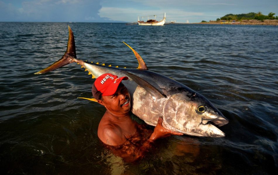 En fiskare landar en gulfenad tonfisk: Foto: WWF/ Greg Yan.