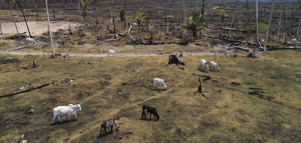 Boskap betar i resterna av nedbrunnen skog i Amazonasområdet.