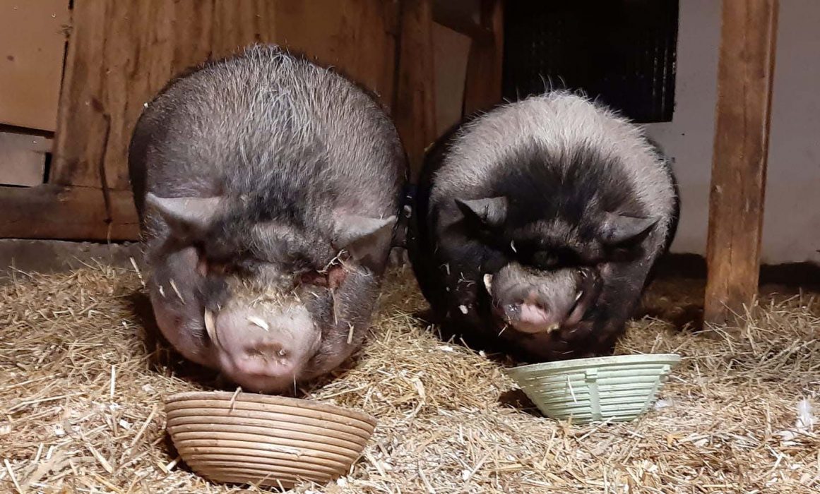 Samtliga djur på Gotlands djurfristad kommer att omhändertas efter ett nytt oanmält besök på gården, meddelar länsstyrelsen.