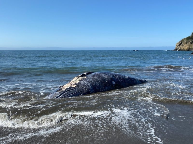 Två av de fyra strandade gråvalarna dödades av fartyg.
