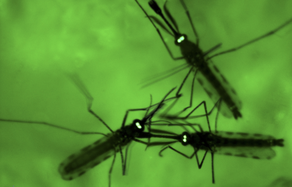 Resistenta varianter av malariaparasiten, som sprids via myggor, blir vanligare i Afrika.
