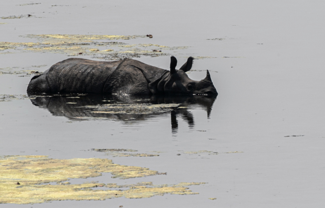 En noshörning i Bardiya National Park i Nepal.