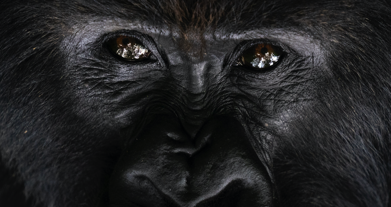 Den uråldriga blicken hos en gorilla.