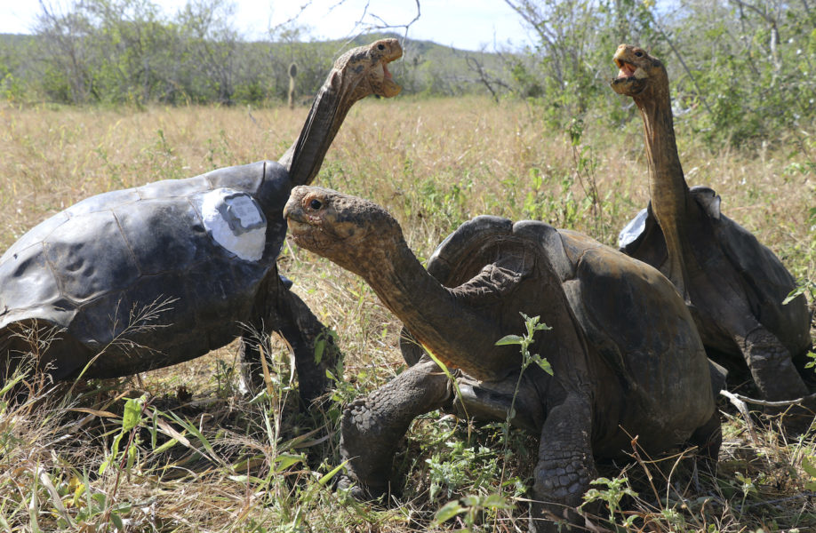 En grupp jättesköldpaddor ögonblicket efter att de släppts ut i det fria på ön Española i Galápagos-provinsen utanför Ecuador.