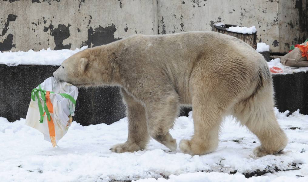Denna isbjörn på Warsawas zoo behöver varken svälta eller äta ägg.