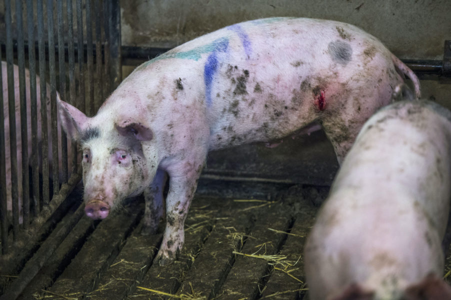 Bristerna inom grishållningen har ökat kraftigt under pandemiåret 2020, enligt en färsk rapport från Jordbruksverket.