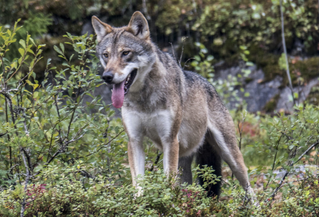 En varg som uppges ha kommit mycket nära människor blev skjuten i Värmland.