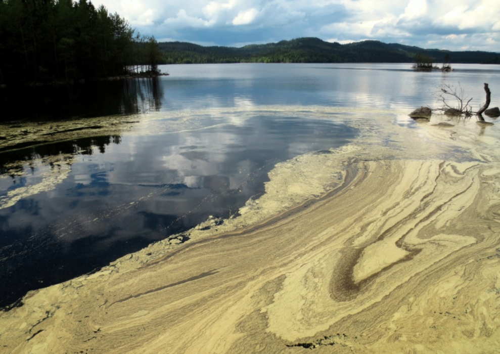 Drygt 40 procent av Europas befolkning är allergisk mot någon typ av pollen och det anses vara ett globalt hälsoproblem för 10–20 procent av jordens befolkning.