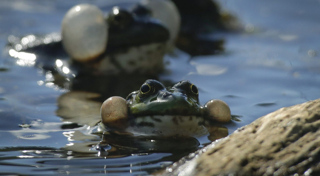 I en damm i Belarus simmar grodor med uppspända simblåsor.