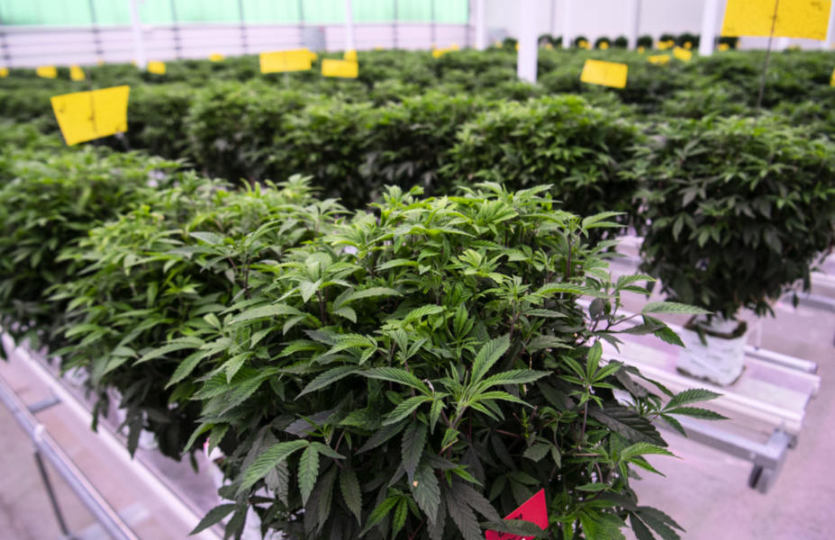 Cannabisplantor på rad i en anläggning för odling av medicinsk cannabis i Odense i Danmark.