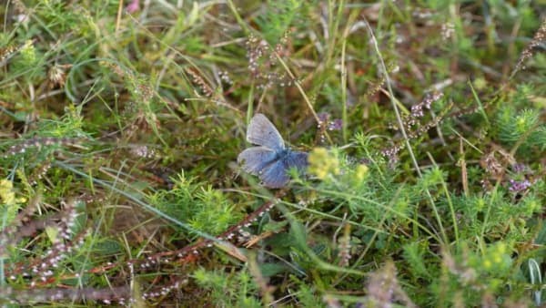 Den hotade fjärilsarten svartfläckig blåvinge har haft en positiv utveckling i Skåne.