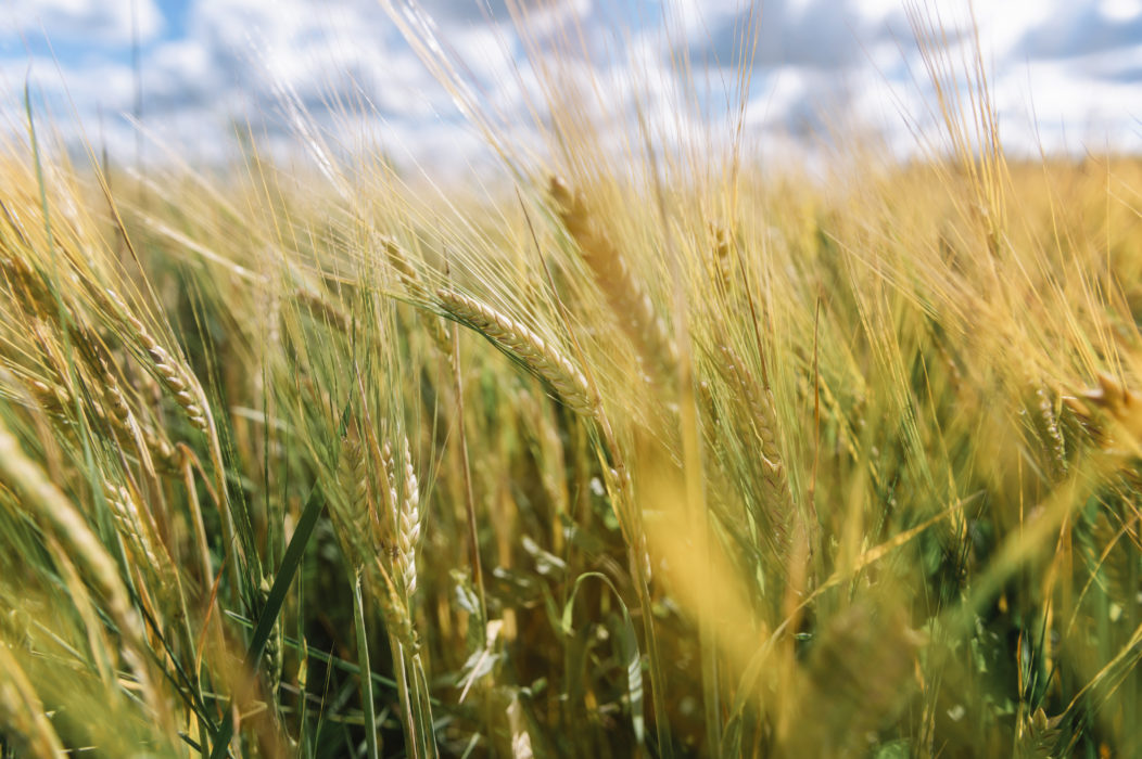 En ny studie från Finland kastar nytt ljus över vilka konsekvenser ökningen av jordens medeltemperatur får för matproduktionen ur ett globalt perspektiv.