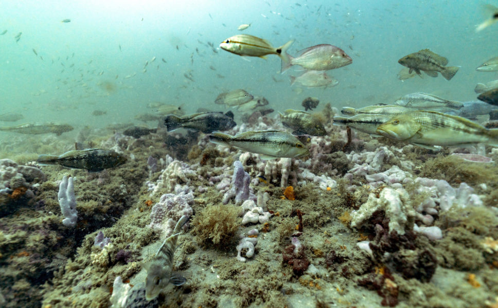 Nästa 8 procent av världens hav har numera någon form av naturskydd, som detta korallrev utanför USA:s sydostkust.