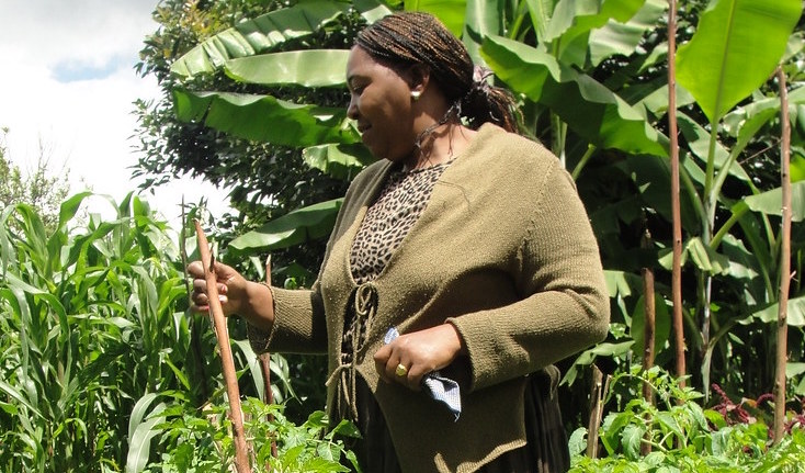 Peris Wanjiku är en av alla kenyanska småbönder som tvingas leva med ett allt mer oförutsägbart klimat.
