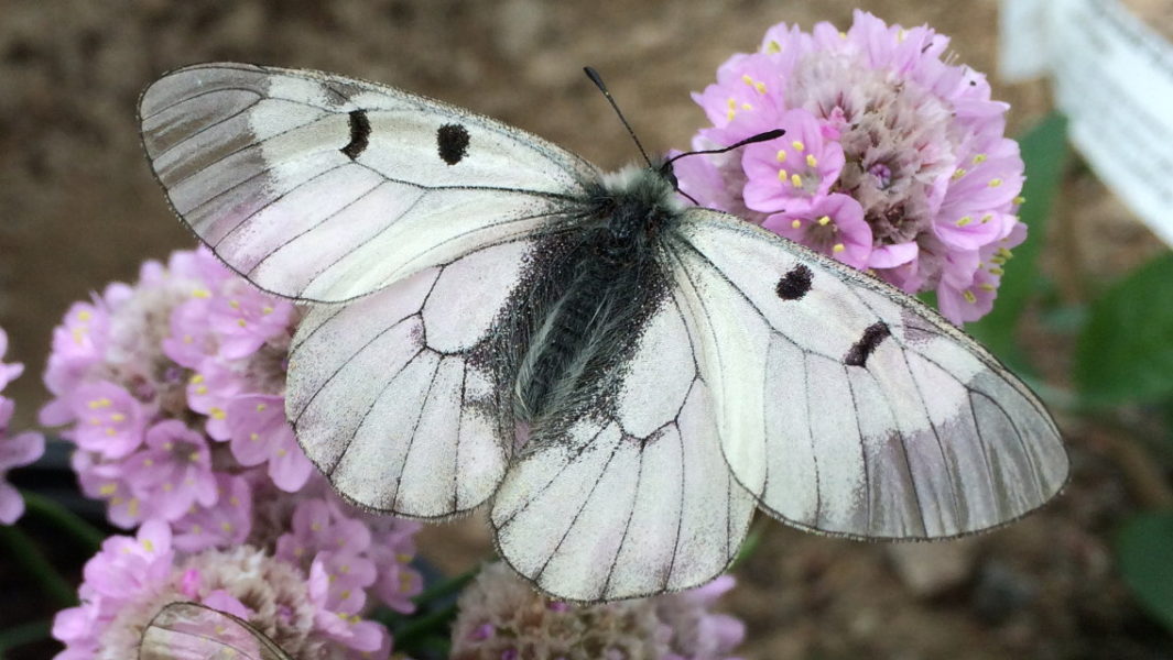 Mnemosynefjärilen – en av Sveriges mest hotade fjärilar.