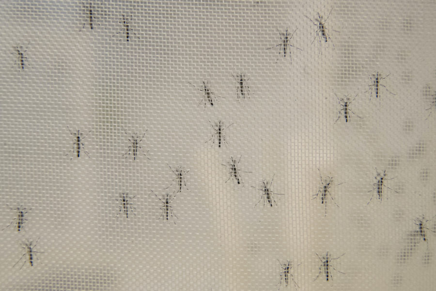 Myggor och andra insekter som fastnat på bilars registreringsskyltar ska räknas i Storbritannien.