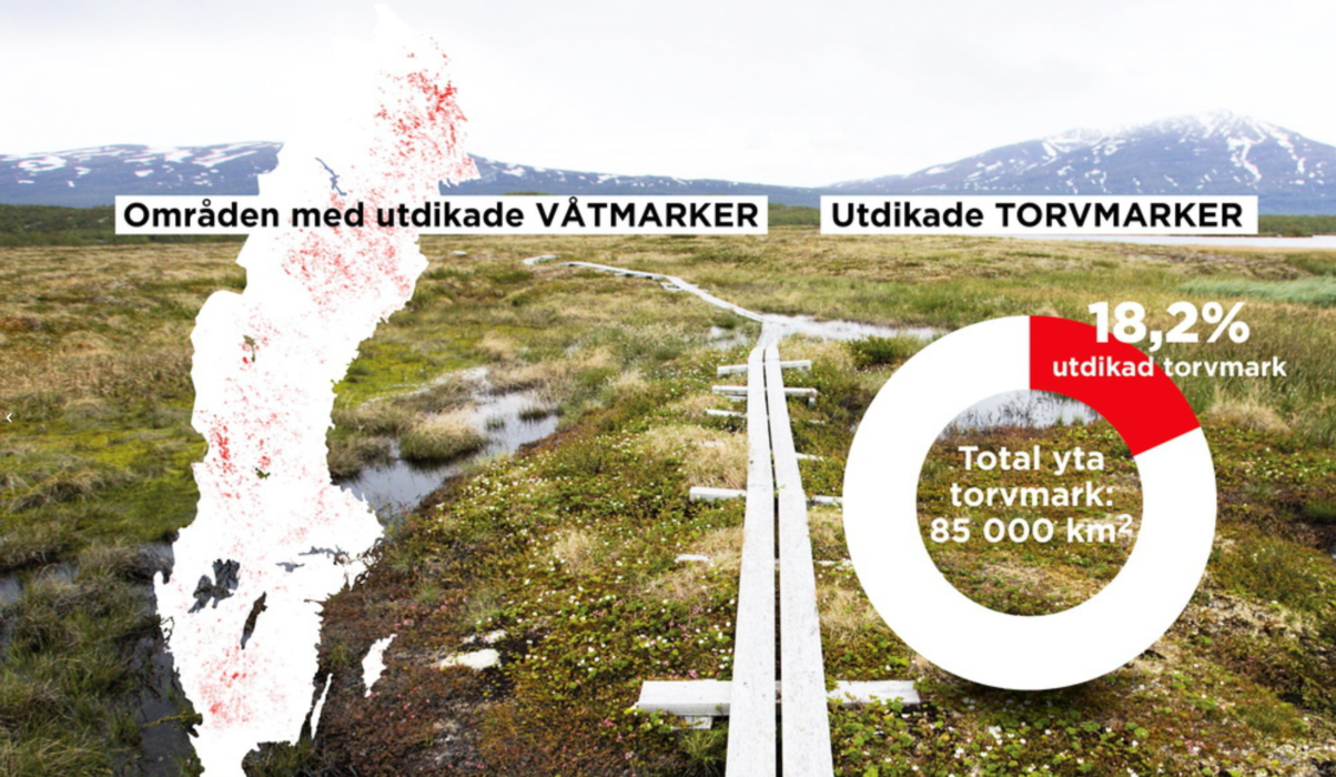 Till vänster syns var det finns utdikade våtmarker i Sverige och till höger andelen av landets torvmarker som har dikats ut.