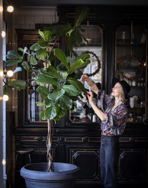 Malin Perssons har haft sitt fiolfikusträd som står i köket i snart åtta år.