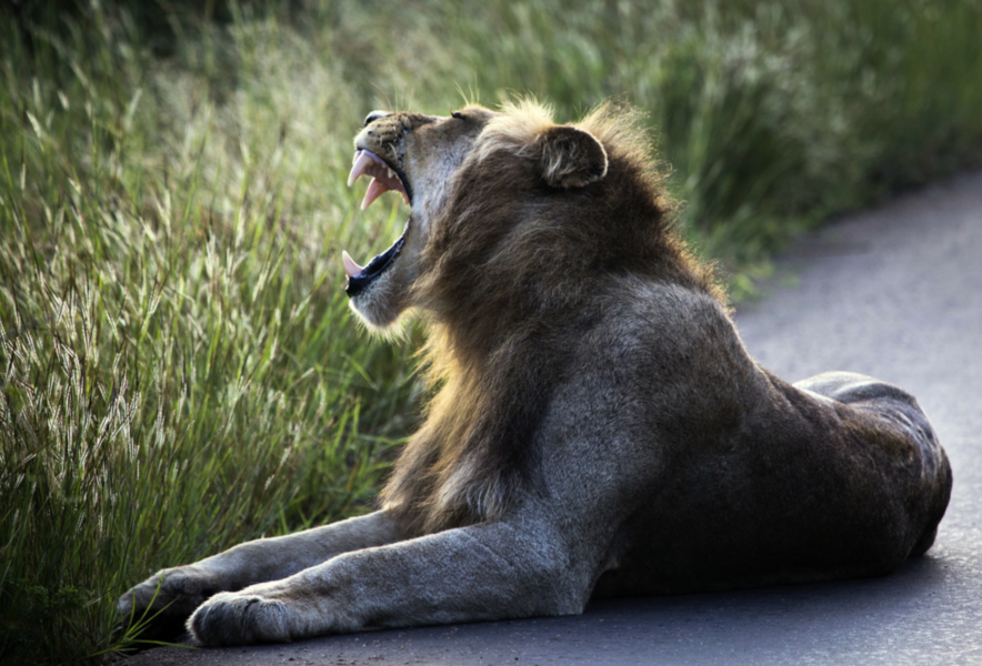 De flesta av Sydafrikas lejon är födda i fångenskap.