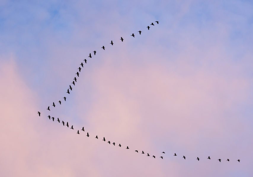 En ny studie från Lunds universitet kan slå fast hur långt en tornseglare i genomsnitt flyger per dag.