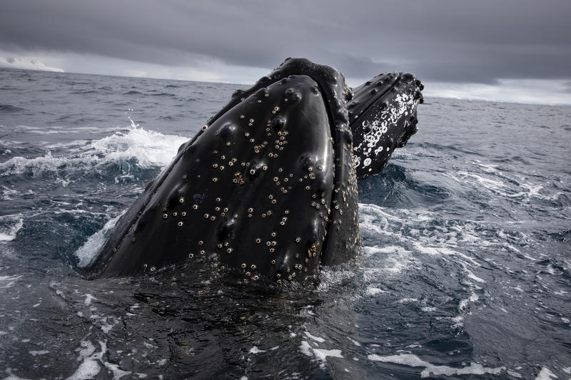 Knölvalar i Antarktis kan få anledning att fira om Sveriges ordförandeskap inom CCAMLR resulterar i nya skyddade havsområden.