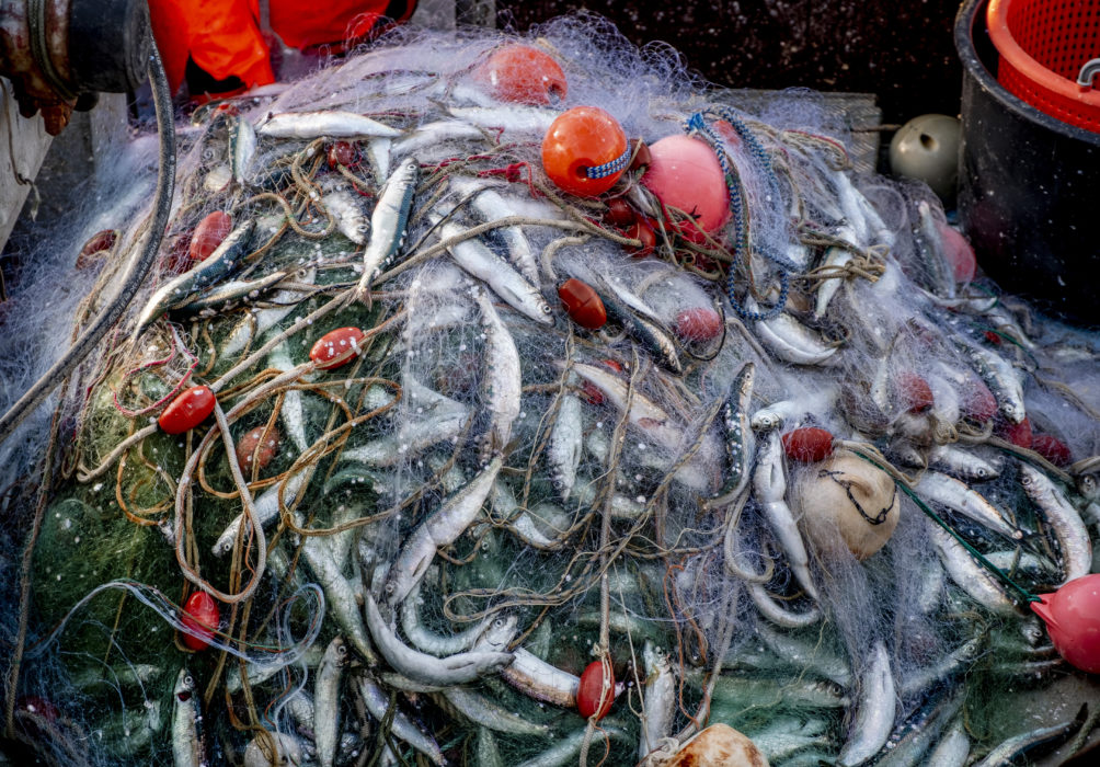 Döda sillar på en fiskebåt.