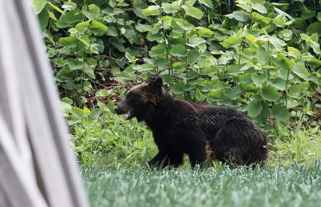 Den vilda brunbjörnen, som skadade fyra personer innan den sköts ihjäl på fredagen, fångad på bild i Sapporo i Hokkaido prefektur i Japan.