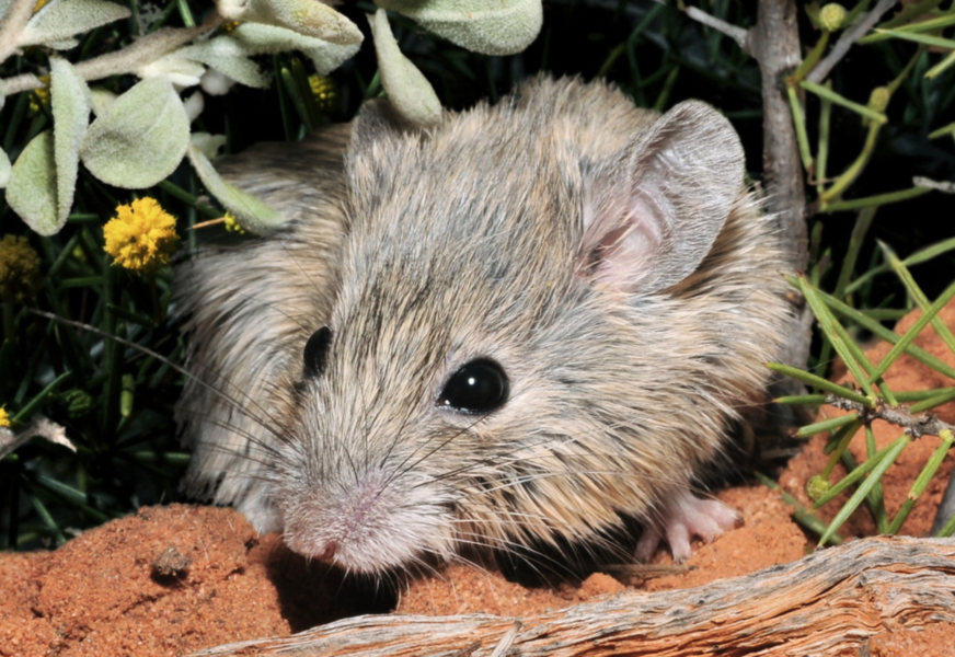 Den fluffiga lilla Gould's mouse är pigg för att vara utdöd.