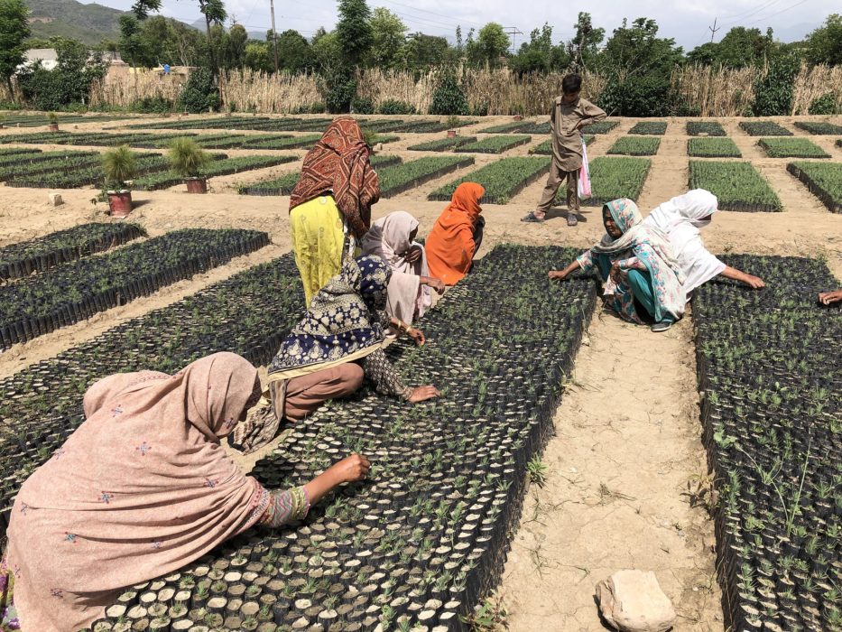 Statlig plantskola i provinsen Khyber Pakhtunkhwa i norra Pakistan.