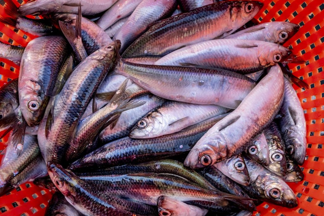 Danska fiskares branschorganisation har tagit initiativ till ett forskningsprojekt som ska undersöka vad fiskar utsätts för när de fiskas upp.
