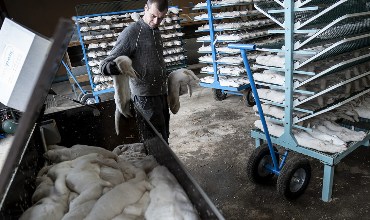 En dansk minkfarmare har avlivat alla minkarna på gården eftersom coronavirus spreds bland danska minkfarmer.