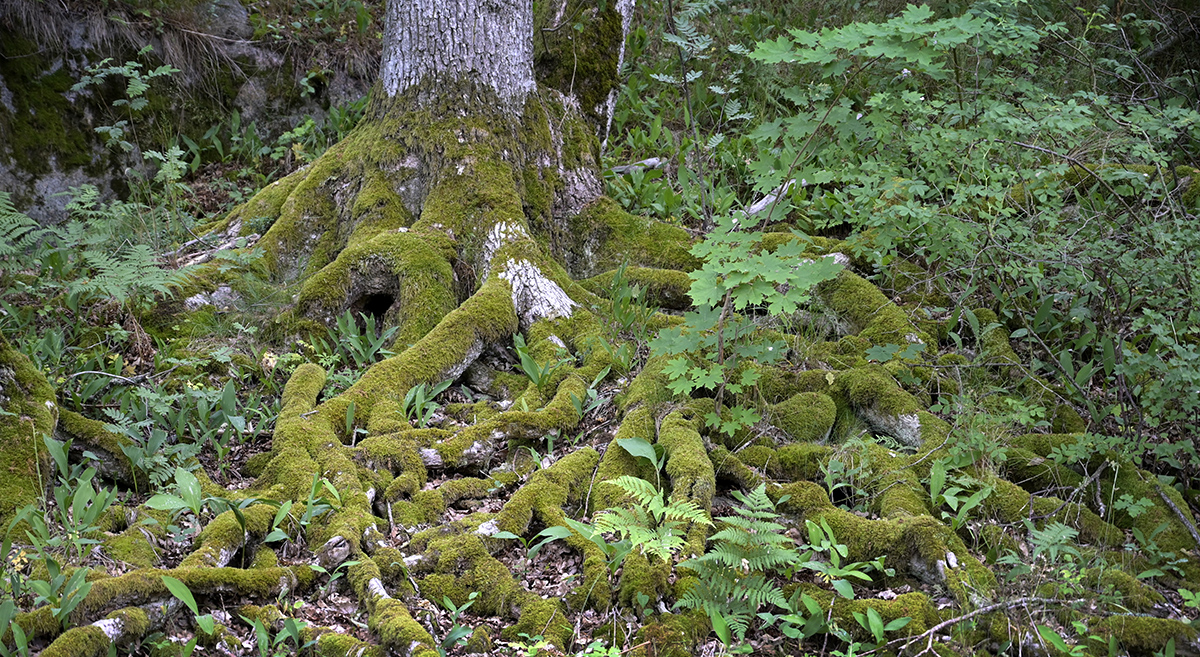 Återupprätta skogen till en hållbar kolsänka med stor mångfald och plantera maximalt med träd även i stadsmiljö, skriver Arne L Persson.