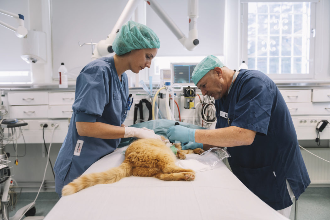 Veterinärbristen är ett faktum, nu ska regeringen utreda hur man kan få bukt med problemen inom djursjukvården.