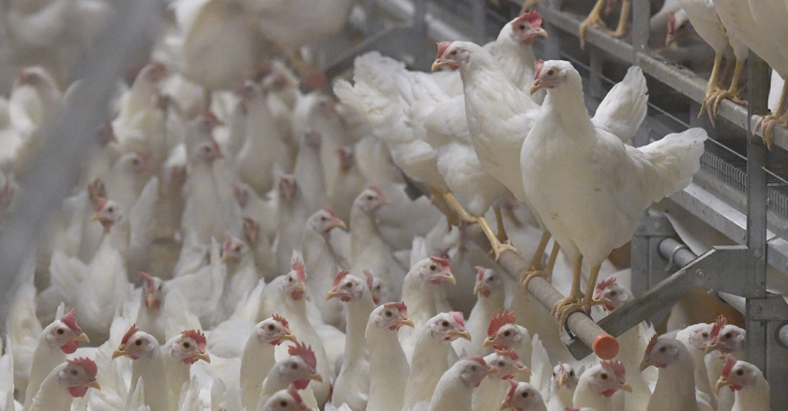 ”De senaste veckornas fruktansvärda avslöjanden från kycklingindustrin är ett bra exempel på när storskalighet leder till slarv och misstag med enormt lidande som följd.