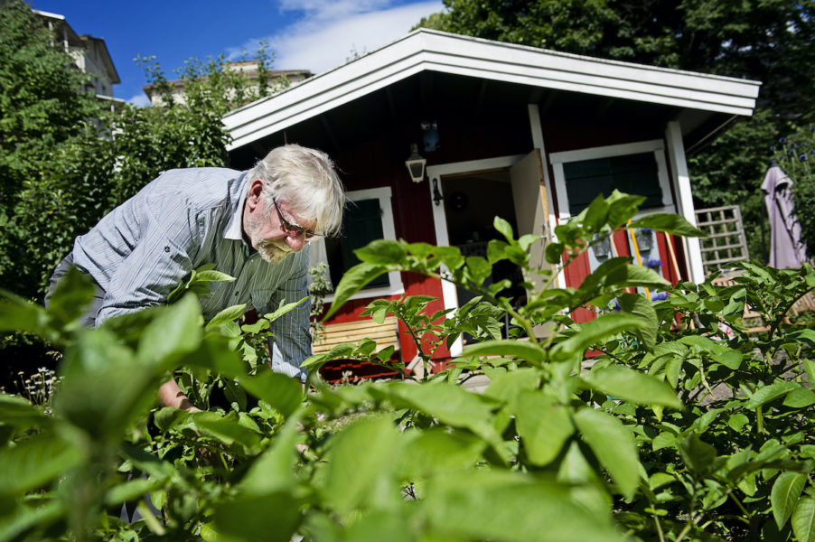 Många med kolonilott förbättrar för växterna genom att köpa ny jord från trädgårdshandeln – helt ovetandes om den jorden står för stora delar av Sveriges totala koldioxidutsläpp.