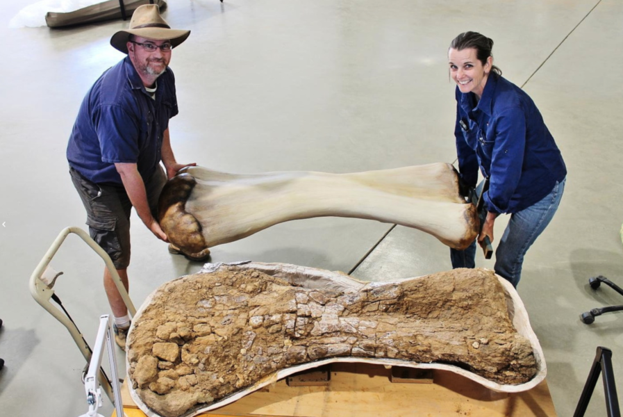 Den jättelika växtätaren levde för cirka 100 miljoner år sedan i vad som i dag är Australien.